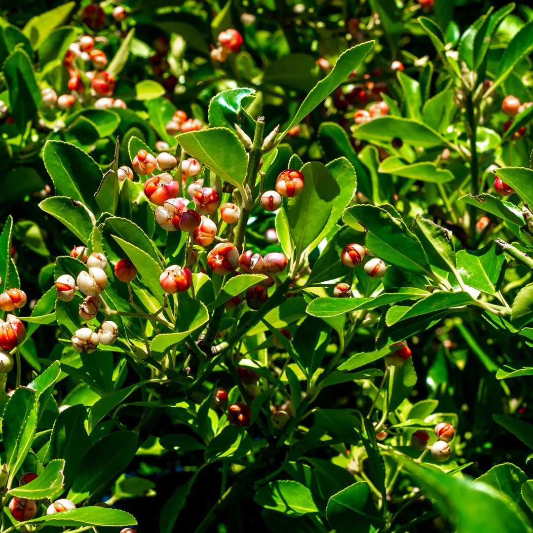 Lush yaupon holly plant with bright red berries, showcasing its natural caffeine content and importance in tea blends like Notffee.