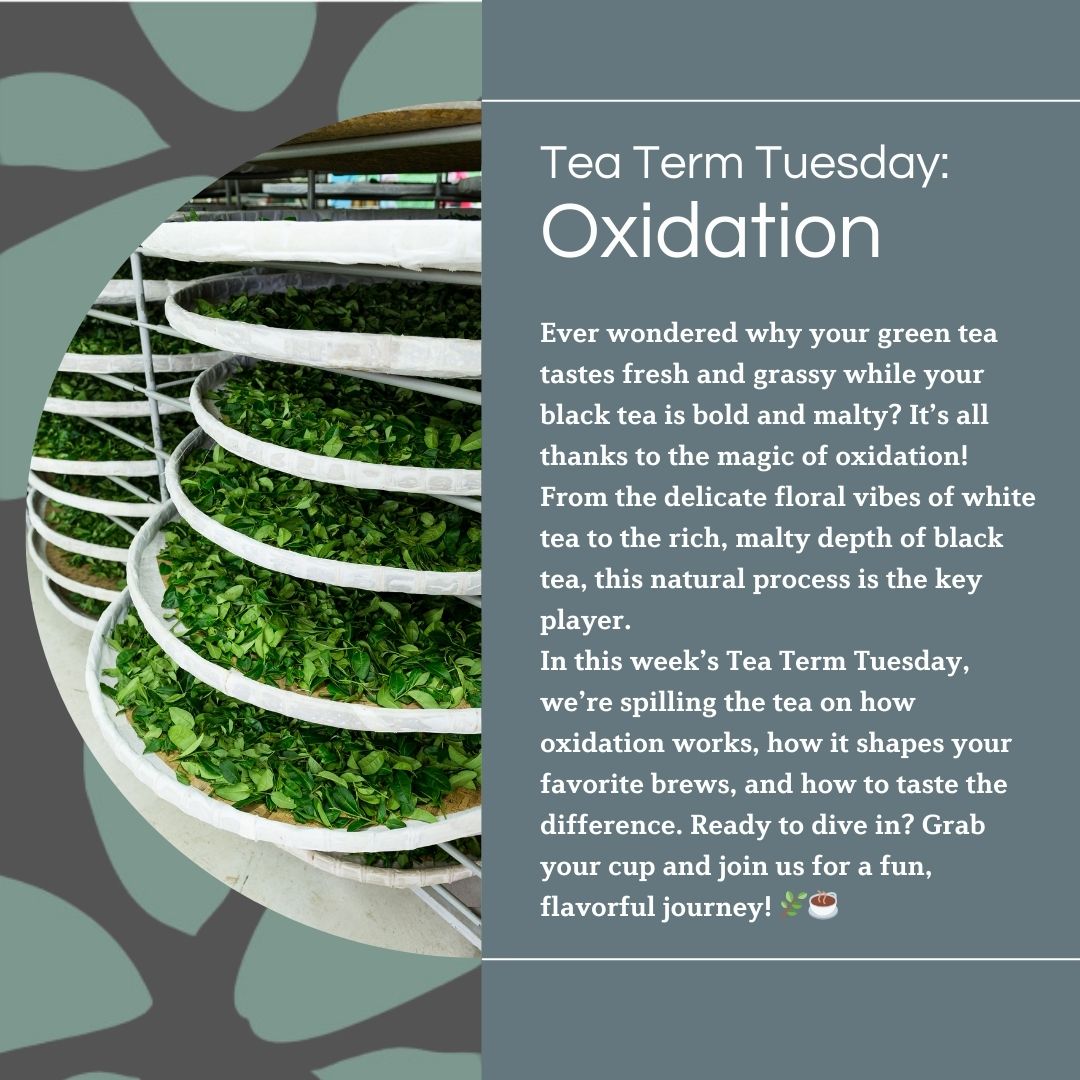 A graphic featuring text and an image of tea leaves laid out on large circular trays, arranged in vertical stacks for processing. The text explains oxidation as the process behind the flavor differences in teas like green, white, oolong, and black. It invites readers to explore how oxidation impacts tea in a conversational tone.