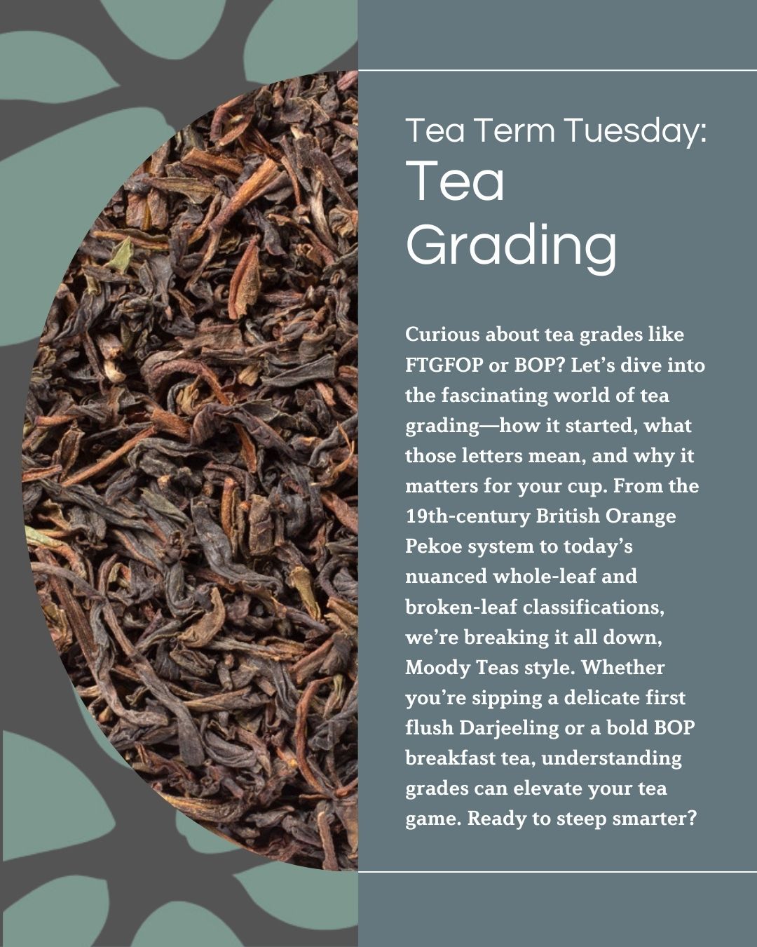 A graphic introducing Tea Term Tuesday focused on tea grading, with detailed text about the history, grading systems, and impact on tea quality.