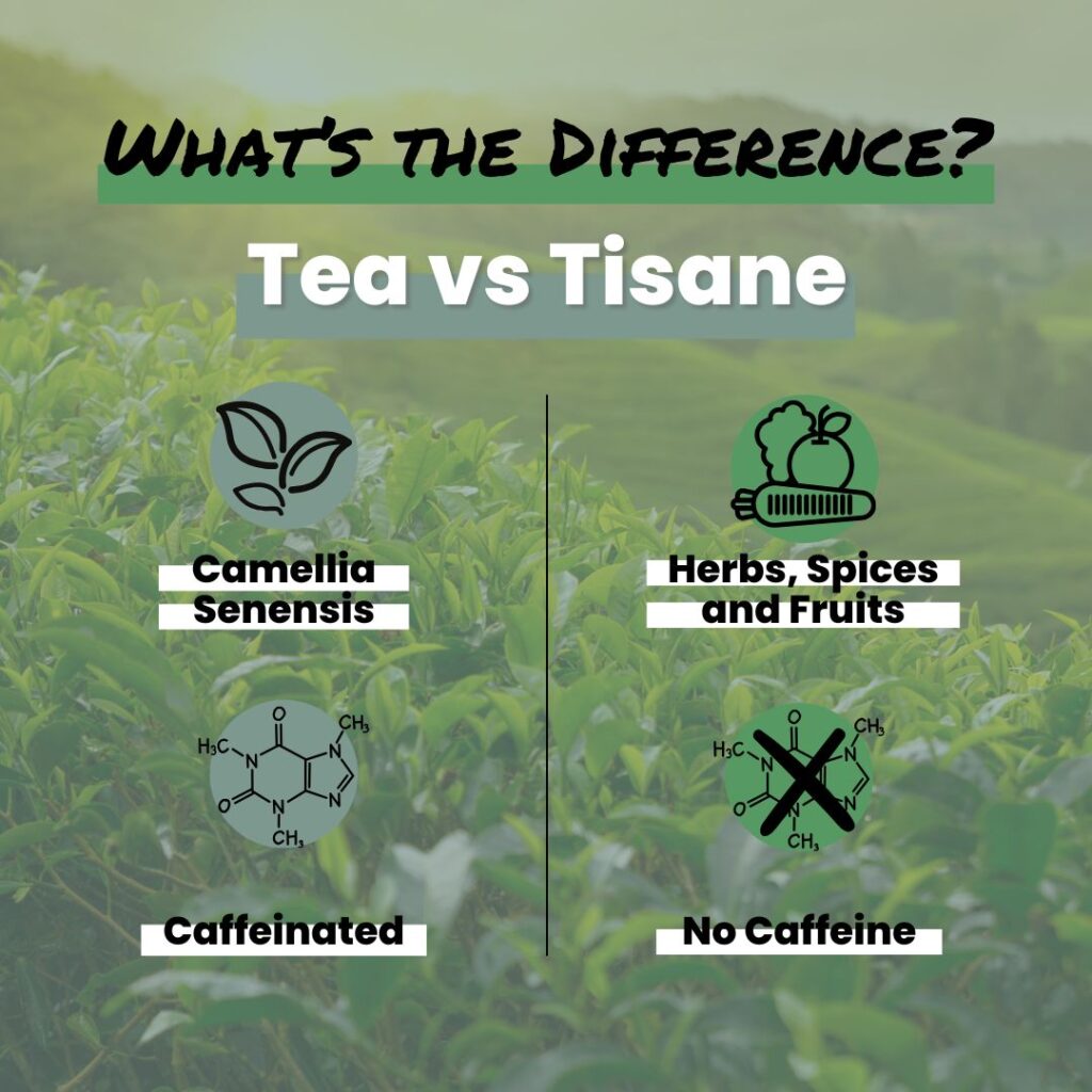 A green leafy background with a split comparison chart. On the left, under the header “Tea,” there are icons for the Camellia sinensis plant and a chemical caffeine molecule. On the right, under the header “Tisane,” there are icons for herbs, spices, and fruits, as well as a crossed-out caffeine molecule. Each column highlights the differences between tea and tisane.