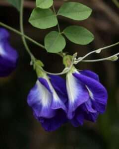 Close-up photograph of two vibrant butterfly pea flowers hanging from a vine. The petals are deep indigo with lighter violet and white gradients near the center, surrounded by fresh green leaves. The image highlights the natural beauty and distinctive coloration of the butterfly pea plant.