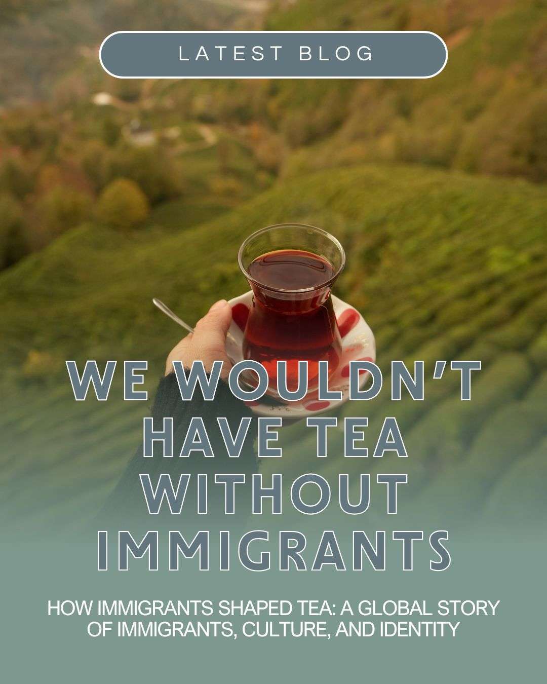 A hand holding a glass of tea on a saucer overlooking green hills, with editorial text reading “We wouldn’t have tea without immigrants,” a “Latest Blog” label, and the subheading “How immigrants shaped tea: a global story of immigrants, culture, and identity,” for a long-form blog post about tea history, immigration, and global tea culture.